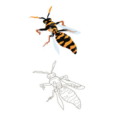 wasp in two versions: color and black and white. coloring book for children on the theme of insects and wildlife. vector isolated. line art and cartoon