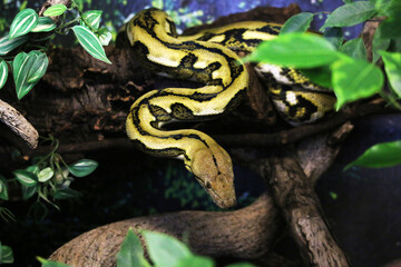 Schlange im.Reptilienhaus