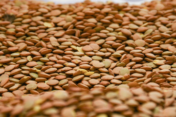 Pile of green lentils, low angle close-up view 