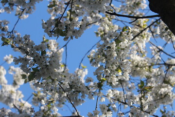 weiße Kirschblüten vor blauem Himmel