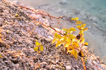 Yellow leaves on a small shrub on the shore of a stone beach on a background of turquoise sea water. Natural seascape, shore rocky, background, texture
