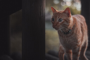 gato mirando