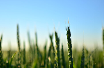 View on of young green wheat crop on the sunset. Farm, production of flour, bread and bakery products. Agricultural landscape, background, textures, abstract - Image