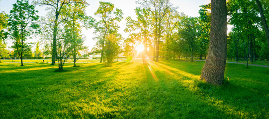 Naklejka premium Dawn in the park. Young lush green grass and warm sunbeams.