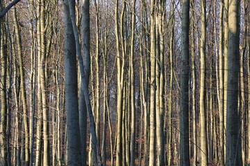 Beech trees in the Sonian Forest, near Brussels in Belgium