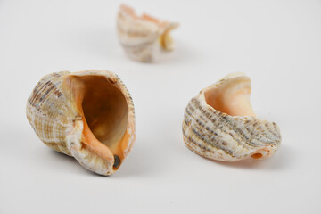 Empty seashells on white background