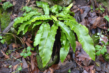 In the wild, fern Asplenium scolopendrium grows