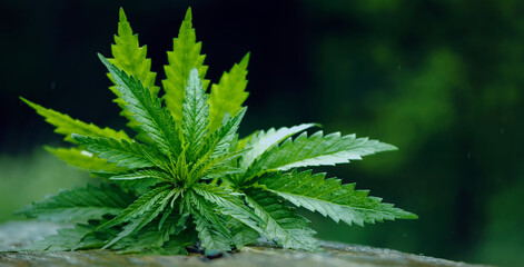 Medical cannabis, young green leaves of hemp