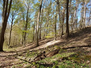 Wald mit umgestürzten Baum