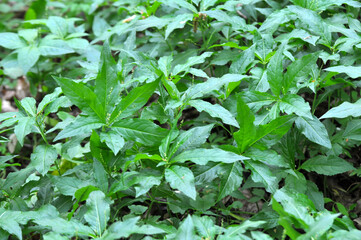 In the spring, Mercurialis perennis grows in the forest