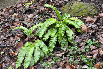 In the wild, fern Asplenium scolopendrium grows