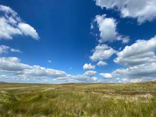 Long grasses, wild plants and moorland, stretching to the horizon in, Bolton by Bowland, Clitheroe, UK