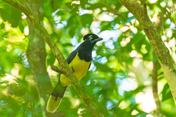 Plush Crested Jay in the Forest
