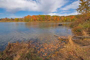 Fall Leaves and the Fall Forest on a Calm Lake