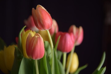 tulips