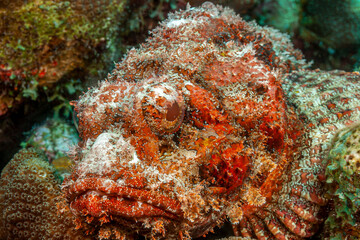 Scorpaena scrofa, common name the red scorpionfish,