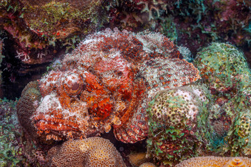 Fototapeta na wymiar Scorpaena scrofa, common name the red scorpionfish,