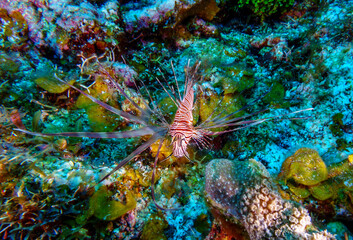Lionfish off the coast of the island of Roatan