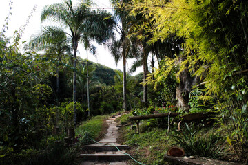 tropical forest