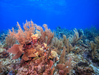 Caribbean coral garden