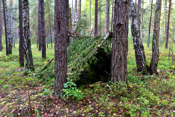 Tent made of fir branches in the forest. Temporary housing during travel or survival in wild nature. Survival Shelter from the rain and for the tourist or hunter