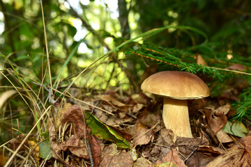 White mushroom in the forest against the background of green vegetation. Awesome boletus grows in wildlife. Porcini bolete mushrooms. Season for picked gourmet mushrooming.