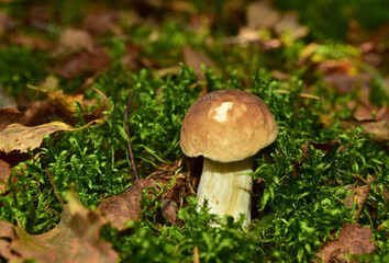 White mushroom in the forest against the background of green vegetation. Awesome boletus grows in wildlife. Porcini bolete mushrooms. Season for picked gourmet mushrooming.