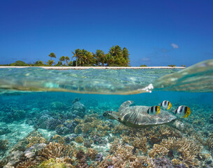 Tropical seascape over and under water, island coastline and coral reef with turtle and fish underwater, Pacific ocean, French Polynesia, Oceania - obrazy, fototapety, plakaty