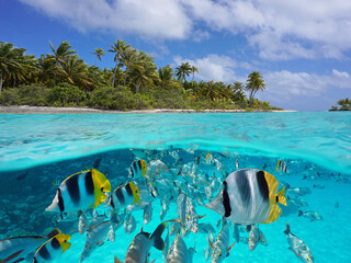 Tropical seascape over and under water, island coastline and group of fish underwater, Pacific...