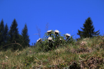 Silberdistel im Allgäu