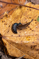 oil beetle in the fall leaf litter