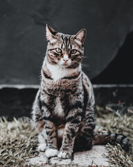 gato mirando de frente