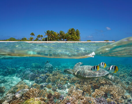 Tropical seascape over and under water, island coastline and coral reef with turtle and fish underwater, Pacific ocean, French Polynesia, Oceania