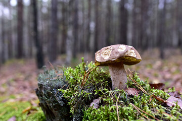 White mushroom in the forest against the background of green vegetation. Awesome boletus grows in wildlife. Porcini bolete mushrooms. Season for picked gourmet mushrooming.