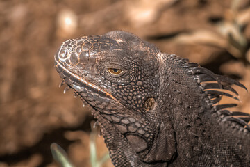 Lizard captured at the perfect moment
