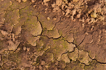 Drainage of swamp for peat extraction. Dry lake in the process of drought and lack of rain or moisture. Dried lake under impact of climate change and drought. Water crisis and ecological catastrophy