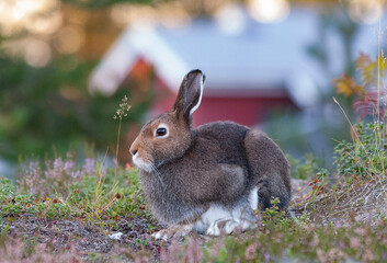 rabbit in the grass