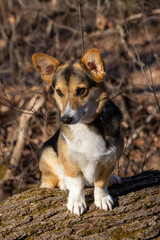 corgi in a park in the fall
