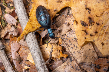 oil beetle in the fall leaf litter