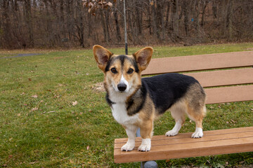 corgi in a park in the fall