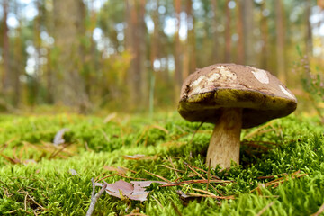 White mushroom in the forest against the background of green vegetation. Awesome boletus grows in wildlife. Porcini bolete mushrooms. Season for picked gourmet mushrooming.