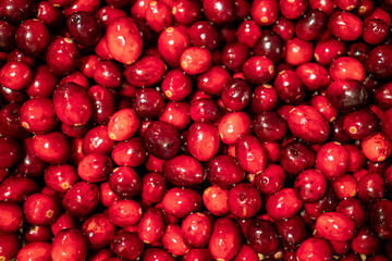 An abundance of whole fresh cranberries