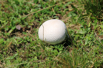 Ein Riesenbovist auf der Wiese