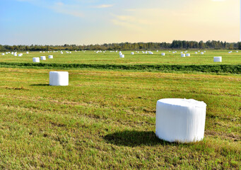 Hay in rolls in white packages stored on field on blue sky background. Harvesting dry grass for...