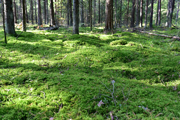 Green moss on the ground in the forest. Wildlife background