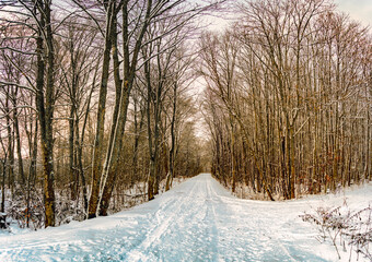 Wald Winterlandschaft