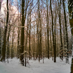 Wald Winterlandschaft