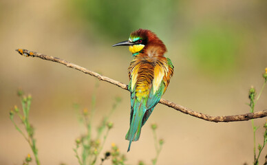 abejaruco con bonitos colores