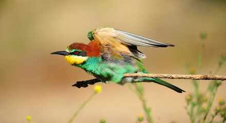 abejaruco con bonitos colores
