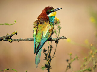 abejaruco con bonitos colores
